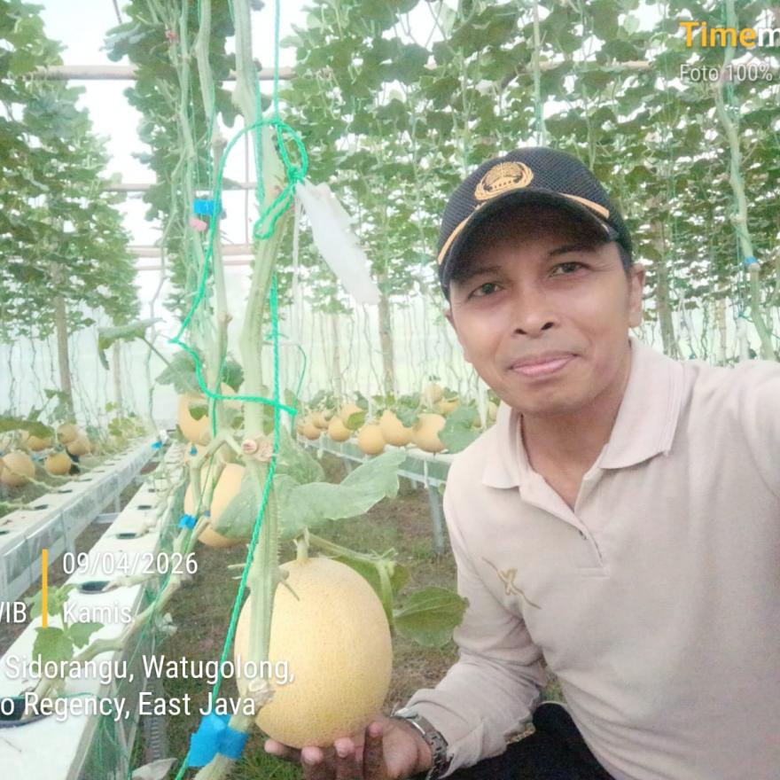 Wisata Petik Melon Desa Watugolong 2026: Primadona Agrowisata Sidoarjo yang Kian Memikat